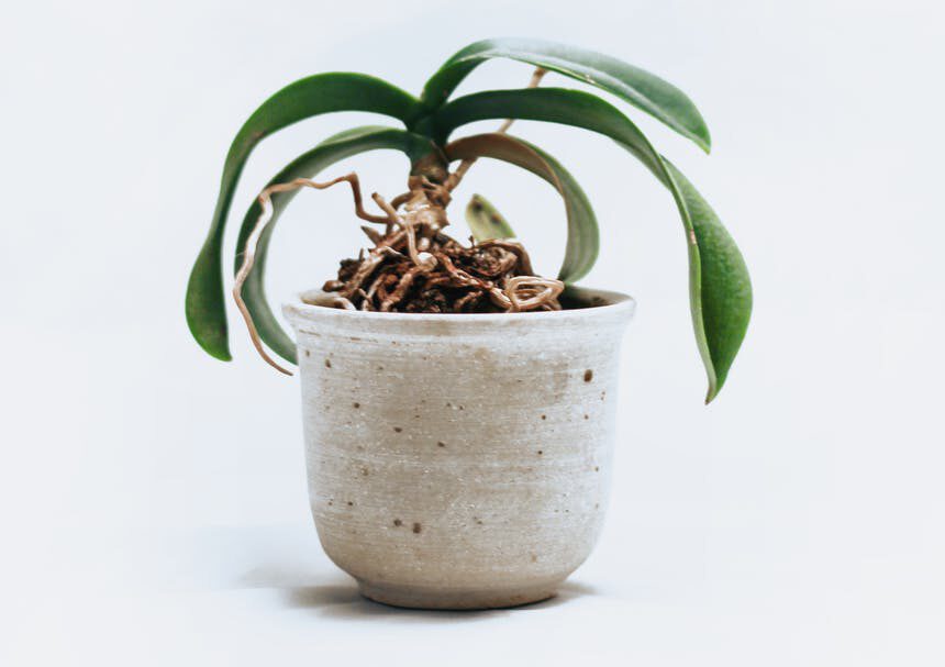 green leafed orchid plant on pot